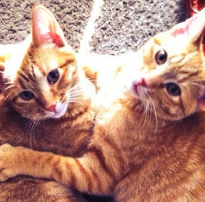 Meet your Posher, Sara